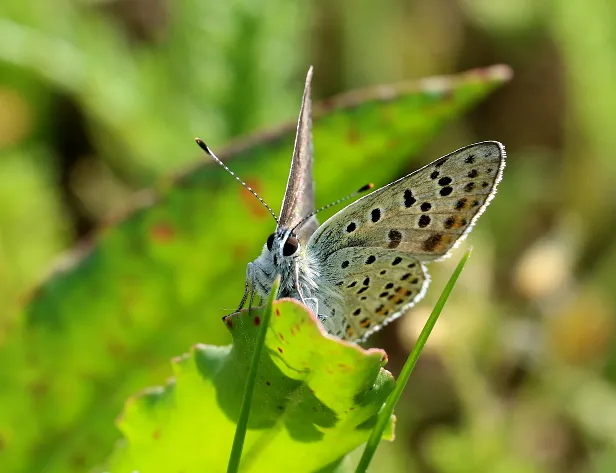 Brauner Feuerfalter